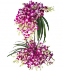 send royal purple orchid arrangement delivery