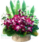 send 10 orchid flower basket delivery