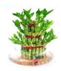 send 3 Layer Lucky Bamboo In Round Vase delivery