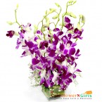 send 10 purple orchids vase delivery