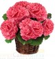 carnation flower basket