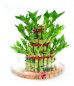 3 Layer Lucky Bamboo In Round Vase