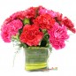 10 red pink carnations vase
