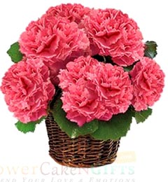 send carnation flower basket delivery