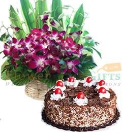send 1kg black forest Cake Orchid flower basket delivery