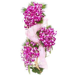 send  Ravishing Orchids delivery