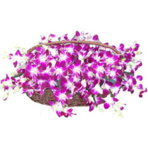 send 50 Purple Orchids in a Basket delivery